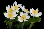Anemone occidentalis - Western Pasqueflower 3918_1